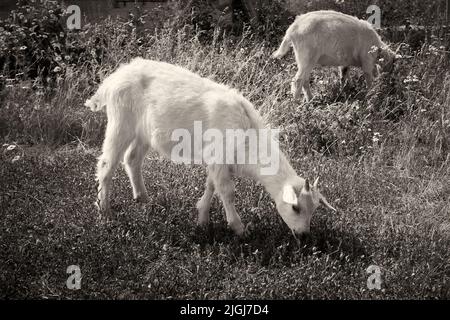 Les jeunes chèvres mangent herbe photo noir et blanc, sépia Banque D'Images