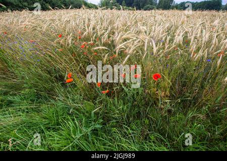 Des coquelicots et des fleurs de maïs parmi les lames de maïs mûr lors d'une chaude journée d'été, en arrière-plan une forêt à l'horizon. Banque D'Images