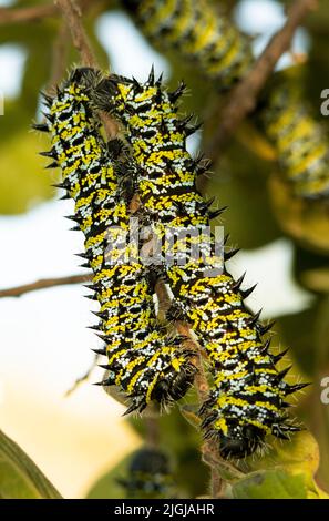 Les chenilles colorées de l'empereur Moth peuvent s'essaier en grand nombre lorsque les conditions sont réunies. Ils peuvent défolier les arbres et sont comestibles Banque D'Images