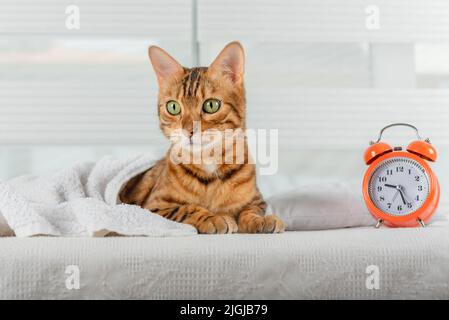 Le chat dort sur le lit et se réveille avec un réveil. Concept de sommeil sain. Banque D'Images