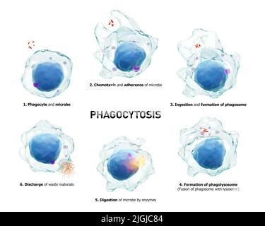 Phagocytose . Étape par étape le processus de macrophage est la déglutition et la mort des microbes . Arrière-plan blanc isolé . Concept d'immunité médicale . 3D rende Banque D'Images