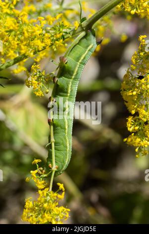 La chenille (macroglossom stellatarum) de l'éperon d'oiseau à bosses se nourrissant de paille de lit jaune (galium mollugo) verte avec des lignes de taches corne les pieds rouges Banque D'Images