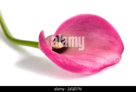 Fleur de cala rose isolée sur fond blanc Banque D'Images