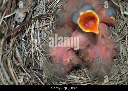 Jeunes oiseaux dans leur Nest. Banque D'Images