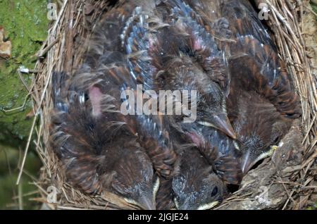 Jeunes oiseaux dans leur Nest. Banque D'Images