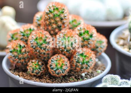 mammillaria ,mammillaria plulosa ou plante de cactus ou plante de mammillaria carmenae Banque D'Images