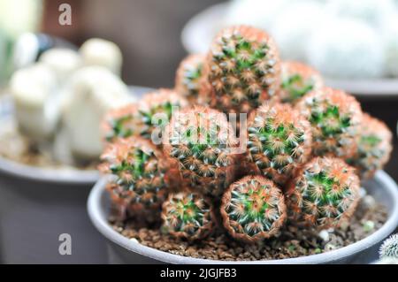 mammillaria ,mammillaria plulosa ou plante de cactus ou plante de mammillaria carmenae Banque D'Images