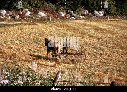 Jordbruksredskap vous pouvez être dessiné par un cheval de travail sur un cheval de travail sur des terres arables. Banque D'Images