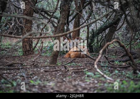 Laikipia, Kenya. 09th juillet 2022. Un bébé Mountain Bongo en danger critique d'extinction est vu au Mount Kenya Wildlife Conservancy à Nyanyuki. Selon un récent rapport de recensement de la faune, la population des bongos de montagne est de 66 personnes dans le conservancy et de moins de 100 dans le monde entier. Crédit : SOPA Images Limited/Alamy Live News Banque D'Images