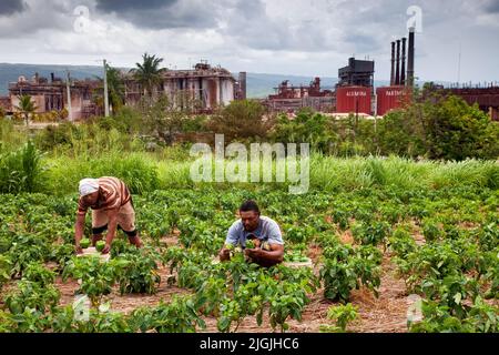 Jamaïque, Mandeville, les ouvriers agricoles récoltent du poivre vert devant une usine de bauxiet ou d'aluminium à l'extérieur de la ville dans la province de Manchester. Banque D'Images