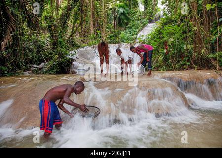 Jamaïque, Ocho Rios, Boys attrapent des poissons dans la cascade des jardins de la rivière Turtle. C'est un parc pour profiter des environs de la forêt tropicale, un maillot de bain Banque D'Images