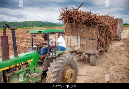 Jamaïque, à l'ouest du pays, il y a de nombreuses plantations de sucre. À partir du 17th siècle, les colonels ont apporté du sucre à cultiver et à récolter Banque D'Images