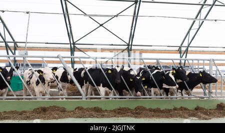 vaches laitières en rangée dans une ferme laitière moderne Banque D'Images