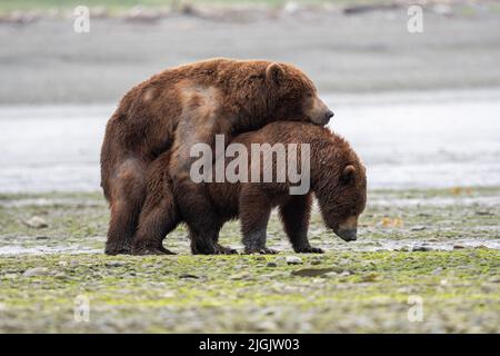 Ours brun d'Alaska se confond le long des méplats de boue dans le refuge et le sanctuaire de gibier de l'État de McNeil River. Banque D'Images