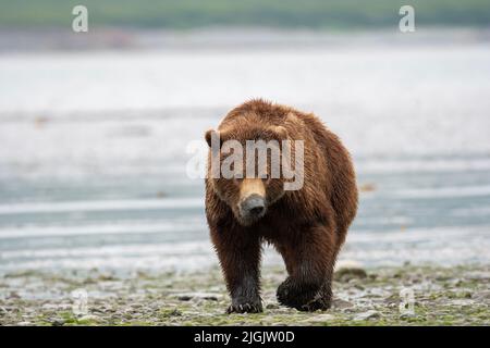 L'ours brun d'Alaska semait de la boue sur son museau lors de promenades le long de la rive d'un plat de boue à marée basse dans le sanctuaire de gibier de l'État de McNeil River et Re Banque D'Images