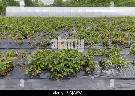 Feuille de culture de fraises perforées dans le champ de ferme de fruits en rangée Banque D'Images