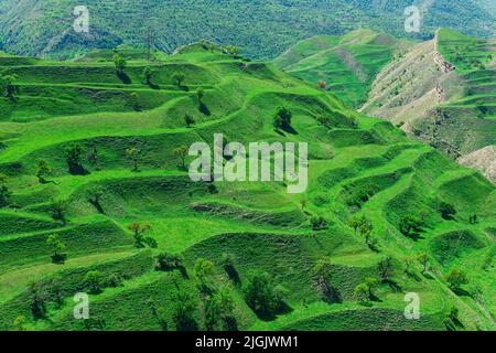 Terres agricoles en terrasse sur les pentes de montagne du Dagestan Banque D'Images