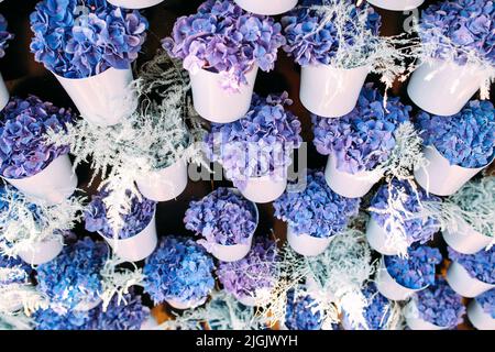 De jolies violettes sur fond de pots blancs Banque D'Images