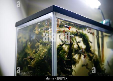 Petits poissons dans l'aquarium Banque D'Images