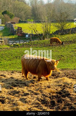 Le bétail des Highlands broutage dans un champ près de Wirksworth dans le Derbyshire Peak District Angleterre Royaume-Uni Banque D'Images