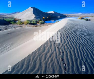 Parc national de Bruneau Dunes, Idaho Banque D'Images