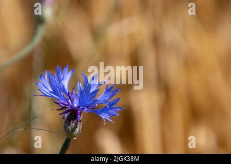 Gros plan d'une fleur de maïs bleue floue wheatfield en arrière-plan, concentrez-vous sur la fleur bleue Centaurea cyanus Banque D'Images