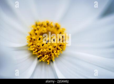 Gros plan de Cosmos bipinnatus 'Purity' une fleur annuelle à moitié dure facilement cultivée à partir de graines, floraison dans un jardin, Bristol, Royaume-Uni Banque D'Images