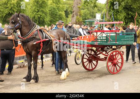 Un coB noir de gitan tirant une voiturette, Appleby Horse Fair, Appleby à Westmorland, Cumbria Banque D'Images