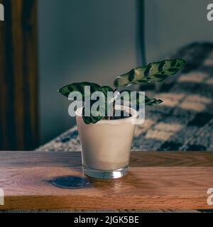 bébé calathea lancifolia plante avec de belles feuilles pourpres et vertes dans un pot blanc sur le tableau d'exposition Banque D'Images