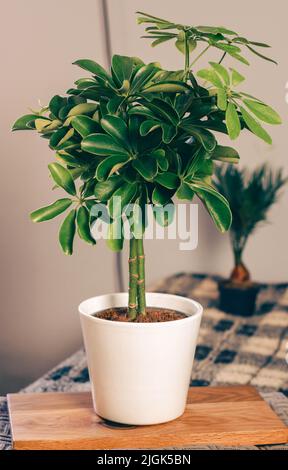 plante parapluie, schefflera en pot blanc de porcelaine avec cycas de paume en arrière-plan Banque D'Images