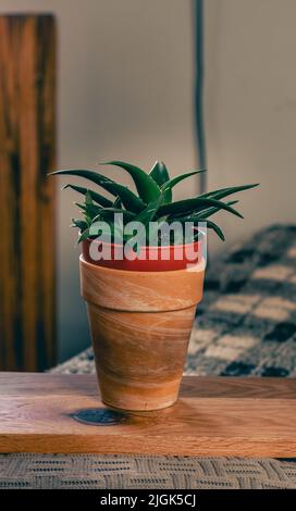 jolie plante d'aloès sur le panneau d'exposition poussant en terre cuite cocotte avec un fond agréable Banque D'Images