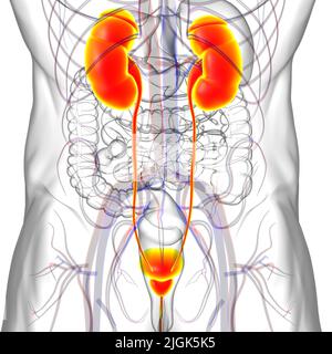 Système urinaire humain reins avec vessie Anatomie pour le concept médical Illustration 3D Banque D'Images