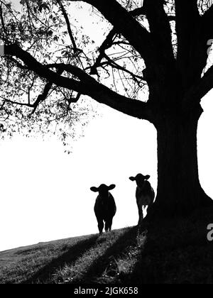 Silhouette noire et blanche de deux veaux suisses se tenant près du tronc de l'arbre Banque D'Images