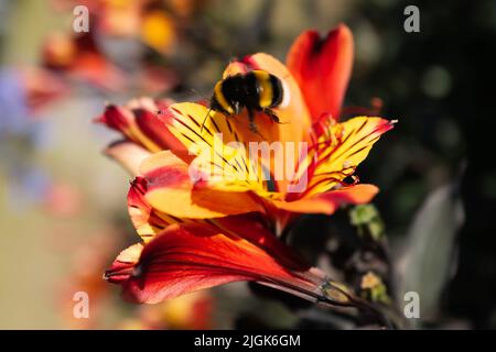 Fleur d'Alstroemeria orange et jaune vif avec une abeille bourdonnante qui vole loin de son centre. Il y a un flou de mouvement sur l'abeille. Banque D'Images