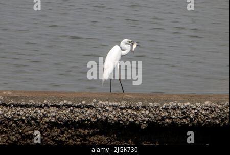 Le héron - petit aigrette (Egretta garzetta) au-dessus de la mer avec les poissons pris dans le bec, Thaïlande Banque D'Images