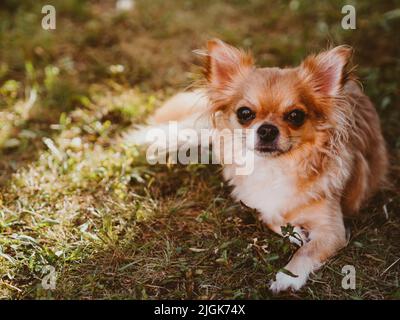 Brun chihuahua assis sur l'herbe. Petit chien à l'extérieur Banque D'Images