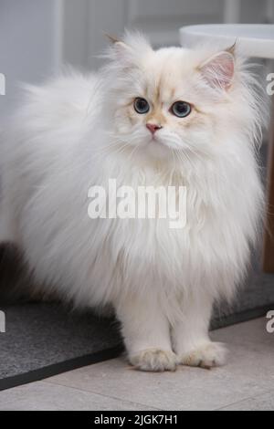 Chaton en poils longs britannique de couleur argent sur fond noir. Joli chaton moelleux aux yeux bleus. Animaux domestiques dans une maison confortable. Bannière Web de la vue de dessus en bas. Drôle Banque D'Images