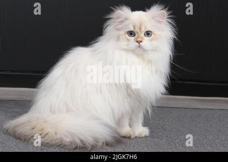 Chaton en poils longs britannique de couleur argent sur fond noir. Joli chaton moelleux aux yeux bleus. Animaux domestiques dans une maison confortable. Bannière Web de la vue de dessus en bas. Drôle Banque D'Images