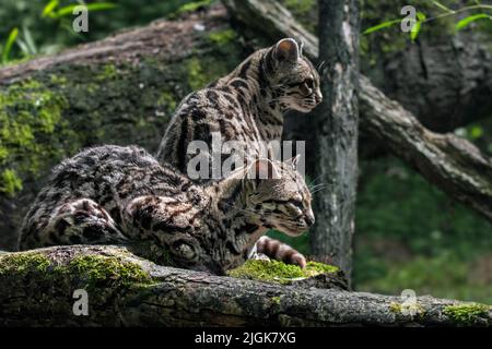 Margay (Leopardus wiedii / Felis wiedii) couple en forêt, chat nocturne originaire d'Amérique centrale et du Sud Banque D'Images