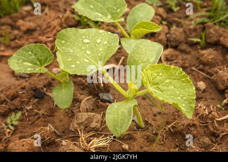 De jeunes pousses de melon sucré poussent dans le sol après l'arrosage ou la pluie. Melon biologique sur le terrain. Gros plan. Concept d'agriculture. Banque D'Images