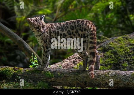 Margay (Leopardus wiedii / Felis wiedii) en forêt, chat solitaire et nocturne originaire d'Amérique centrale et du Sud Banque D'Images