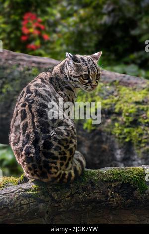 Margay (Leopardus wiedii / Felis wiedii) en forêt, chat solitaire et nocturne originaire d'Amérique centrale et du Sud Banque D'Images