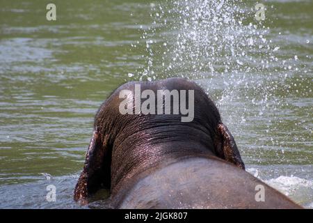 Éléphant indien (Elepha maximus indicus) près de Kanchanaburi, Thaïlande prenant un bain dans la rivière barbotage et la natation Banque D'Images