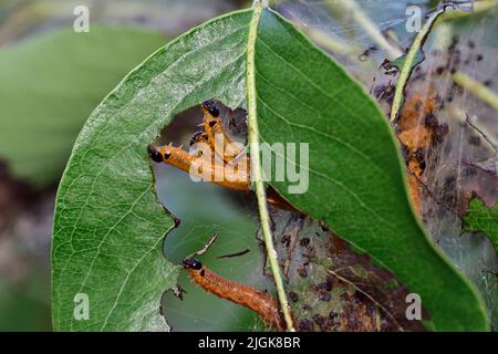 Chenilles sociales à la mouche à la poire (larves), Neurotoma saltuum, avec corps orange têtes noires se nourrissant sur la feuille de poire avec une partie de leur toile visibl Banque D'Images