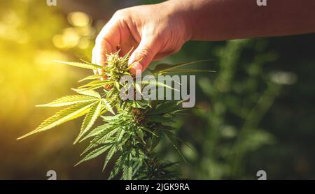 Culture de marijuana. Culture du cannabis. Arrière-plan vert. Pot d'herbes nature. Feuille de médecine des mauvaises herbes. Croissance indica floraison. Plante de cannabis . Banque D'Images