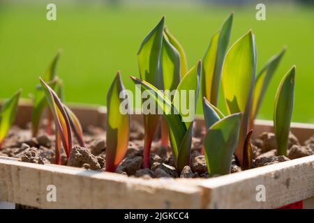 Tulipes avec des feuilles vertes poussant dans une boîte en bois avec de petits engrais poussant dans la campagne sur fond flou le jour d'été Banque D'Images
