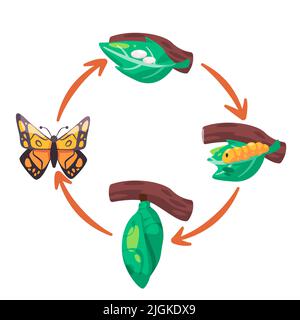 Illustration du cycle de vie du papillon transformation à partir d'un diagramme de processus de la larve des oeufs, de la pupa coon Illustration de Vecteur