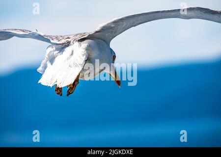 Vue rapprochée d'un mouette volante contre un ciel bleu profond pendant la période estivale. Banque D'Images