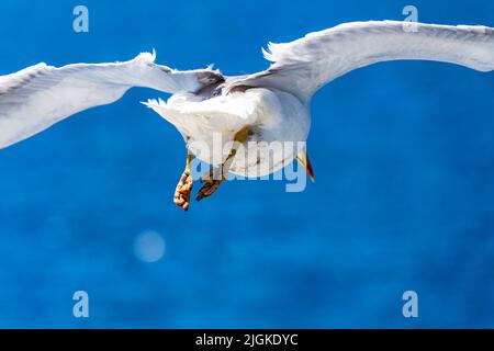 Vue rapprochée d'un mouette volante contre un ciel bleu profond pendant la période estivale. Banque D'Images