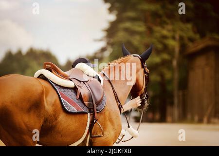 Un beau cheval de sorrel avec une manie tressée est vêtu d'une bride en cuir, d'une selle en cuir et d'un tradlecloth bleu. Munitions équestres pour le sport Banque D'Images